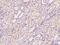 Zinc Finger CCHC-Type Containing 9 antibody, 203217-T10, Sino Biological, Immunohistochemistry paraffin image 
