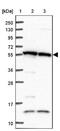 Tripartite Motif Containing 27 antibody, NBP2-13482, Novus Biologicals, Western Blot image 