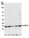 Ribosomal Protein L27 antibody, A305-033A, Bethyl Labs, Western Blot image 