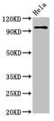 Clock Circadian Regulator antibody, LS-C677566, Lifespan Biosciences, Western Blot image 