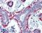 Calponin 1 antibody, LS-B3719, Lifespan Biosciences, Immunohistochemistry paraffin image 