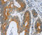 F2R antibody, MBS2517402, MyBioSource, Immunohistochemistry frozen image 