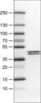 APOL1 antibody, NBP2-52871, Novus Biologicals, Western Blot image 
