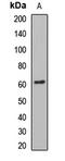 Glyoxylate Reductase 1 Homolog antibody, orb412840, Biorbyt, Western Blot image 
