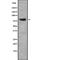 KIF3 antibody, abx216456, Abbexa, Western Blot image 