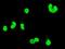 DNA repair protein XRCC1 antibody, NBP2-02280, Novus Biologicals, Immunofluorescence image 