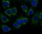 Peroxiredoxin 3 antibody, NBP2-67043, Novus Biologicals, Immunofluorescence image 