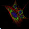 Kelch Like Family Member 11 antibody, LS-C812673, Lifespan Biosciences, Immunofluorescence image 