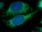 Mitochondrial import receptor subunit TOM22 homolog antibody, 66562-1-Ig, Proteintech Group, Immunofluorescence image 