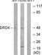Dopamine Receptor D4 antibody, TA313768, Origene, Western Blot image 