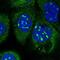 Lysine Rich Nucleolar Protein 1 antibody, NBP2-48730, Novus Biologicals, Immunofluorescence image 