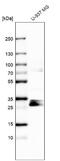 STARD3 N-Terminal Like antibody, NBP1-93527, Novus Biologicals, Western Blot image 
