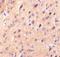 CER antibody, NBP1-77239, Novus Biologicals, Immunohistochemistry frozen image 