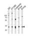Secretion Associated Ras Related GTPase 1A antibody, LS-B9102, Lifespan Biosciences, Western Blot image 