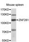 Zinc Finger Protein 281 antibody, LS-C747741, Lifespan Biosciences, Western Blot image 
