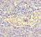 Amelotin antibody, LS-C397348, Lifespan Biosciences, Immunohistochemistry paraffin image 