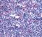 Leukotriene B4 Receptor 2 antibody, PA5-33912, Invitrogen Antibodies, Immunohistochemistry paraffin image 