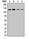 Multiple EGF Like Domains 10 antibody, LS-C668447, Lifespan Biosciences, Western Blot image 