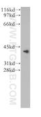 Vasohibin 1 antibody, 12730-1-AP, Proteintech Group, Western Blot image 