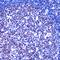 LIM Domain Only 2 antibody, PA5-32477, Invitrogen Antibodies, Immunohistochemistry frozen image 