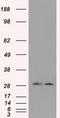 RPA34 antibody, TA500764, Origene, Western Blot image 