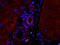 Tumor Necrosis Factor antibody, orb221324, Biorbyt, Immunofluorescence image 