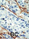 NUAK Family Kinase 1 antibody, 63-375, ProSci, Immunohistochemistry paraffin image 