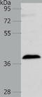 Ras Association Domain Family Member 1 antibody, TA321802, Origene, Western Blot image 