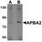 Amyloid Beta Precursor Protein Binding Family A Member 2 antibody, A06783-1, Boster Biological Technology, Western Blot image 