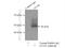 Neuroendocrine secretory protein 55 antibody, 10150-2-AP, Proteintech Group, Immunoprecipitation image 