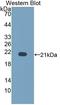 Sialomucin core protein 24 antibody, LS-C374160, Lifespan Biosciences, Western Blot image 