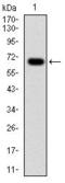 Glucose-6-phosphate 1-dehydrogenase antibody, GTX60515, GeneTex, Western Blot image 