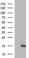 Microseminoprotein Beta antibody, CF803526, Origene, Western Blot image 