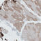 Anoctamin-7 antibody, HPA035730, Atlas Antibodies, Immunohistochemistry frozen image 