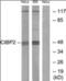 basic beta 2 syntrophin antibody, orb69958, Biorbyt, Western Blot image 