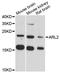 ADP Ribosylation Factor Like GTPase 2 antibody, A04155, Boster Biological Technology, Western Blot image 