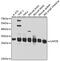 F-actin-capping protein subunit beta antibody, 23-404, ProSci, Western Blot image 