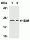 BCL2 Like 11 antibody, NBP1-77118, Novus Biologicals, Western Blot image 