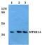 Melatonin receptor type 1A antibody, A06050, Boster Biological Technology, Western Blot image 