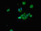 BCL2 Like 11 antibody, LS-C671648, Lifespan Biosciences, Immunofluorescence image 