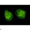 Heat Shock Protein Family A (Hsp70) Member 5 antibody, LS-C812999, Lifespan Biosciences, Immunofluorescence image 