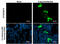 S-tag epitope tag antibody, GTX629074, GeneTex, Immunofluorescence image 