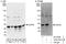 Sin3A Associated Protein 30 antibody, A303-551A, Bethyl Labs, Immunoprecipitation image 