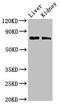 PHD finger protein 21A antibody, LS-C682229, Lifespan Biosciences, Western Blot image 