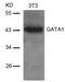 GF-1 antibody, 79-284, ProSci, Western Blot image 