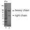 Carcinoembryonic Antigen Related Cell Adhesion Molecule 19 antibody, DM1230, Origene, Western Blot image 