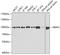 Pre-MRNA Processing Factor 3 antibody, A05255, Boster Biological Technology, Western Blot image 
