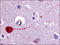 Muscarinic acetylcholine receptor M3 antibody, AP06825PU-N, Origene, Immunohistochemistry paraffin image 