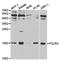 RNA Polymerase II Subunit I antibody, TA327205, Origene, Western Blot image 