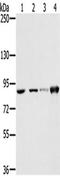 Ring Finger Protein 214 antibody, TA350364, Origene, Western Blot image 